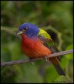 _6SB2416 painted bunting